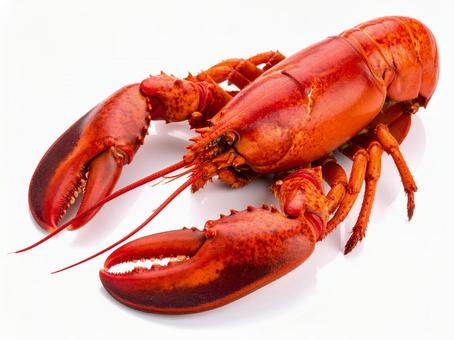 ロブスター ロブスターの写真