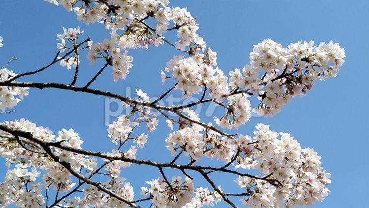 青空に映える満開の桜 春,3月,4月の写真素材