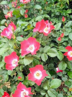 鮮やかな薔薇の花 鮮やかな薔薇の花 薔薇,花,バラ科の写真素材
