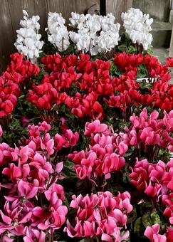 花★シクラメン（赤）（白）の写真