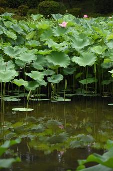 Oga lotus in the lotus field in Nozuta-cho, Machida City, just after the summer heat, JPG
