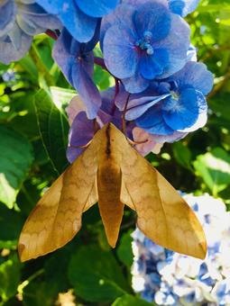 トビイロスズメの写真