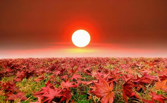 イメージ素材/もみじの落ち葉と夕陽 イメージ素材/もみじの落ち葉と夕陽 夕陽,夕日,もみじの写真素材