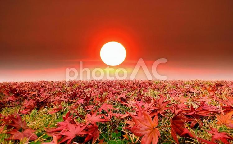 イメージ素材/もみじの落ち葉と夕陽 夕陽,夕日,もみじの写真素材