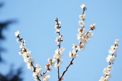 梅の花 梅の花 梅,ウメ,春の写真素材