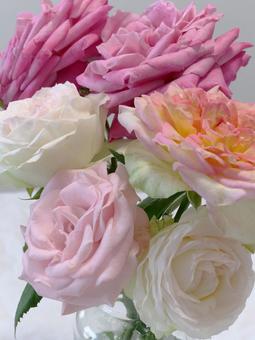 バラの花 バラの花 花,バラ,roseの写真素材