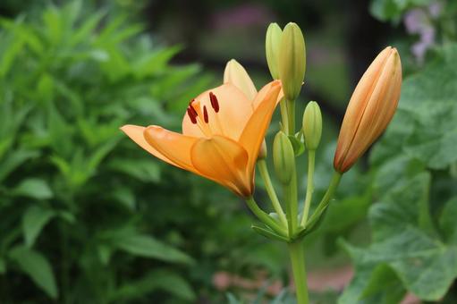 野生のオレンジ色のユリの花のアップ 野生,オレンジ色,ユリの写真素材