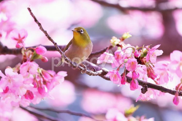 春の美しい桜とメジロ メジロ,桜,春の写真素材