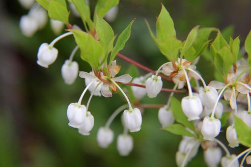 ドウダンツツジ・灯台躑躅 咲く風景 ドウダンツツジ,初春,鮮やかの写真素材