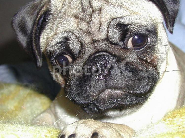 パグの赤ちゃんの表情 パグ,犬,ペットの写真素材
