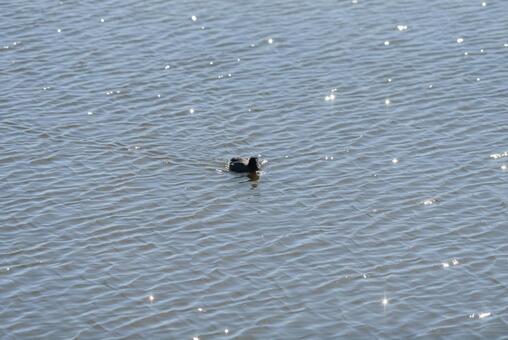 池をのんびり泳ぐオオバン オオバン,冬鳥,渡り鳥の写真素材