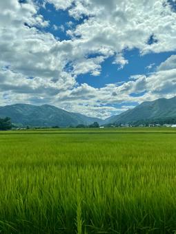 青空と夏の田んぼ 青空と夏の田んぼ 田んぼ,田園風景,夏の写真素材