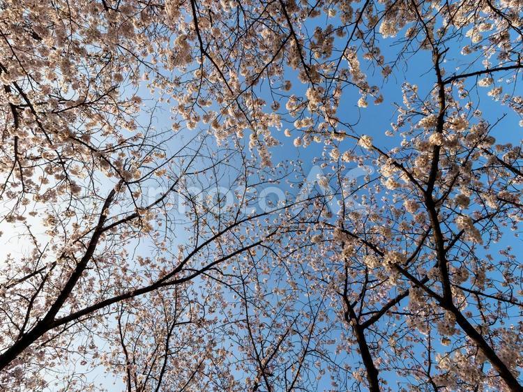 青空とソメイヨシノの桜 ソメイヨシノ,桜,青空の写真素材