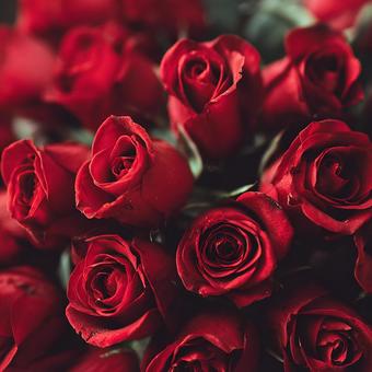 愛と感謝を伝える赤いバラの花束 愛と感謝を伝える赤いバラの花束の写真
