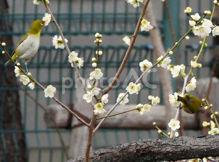 白梅の蜜を吸いに来た２羽のメジロ メジロ,鳥,鳥類の写真素材