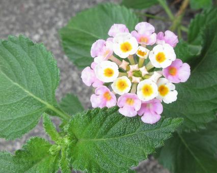 葉っぱふわふわランタナ ランタナ,七変化,葉の写真素材