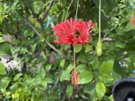 変わりハイビスカス ハイビスカス,赤,花の写真素材