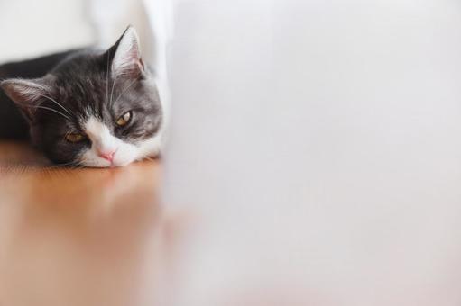 まどろむ猫の写真