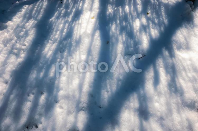 積もった雪の上の樹木の影 雪,樹木,影の写真素材