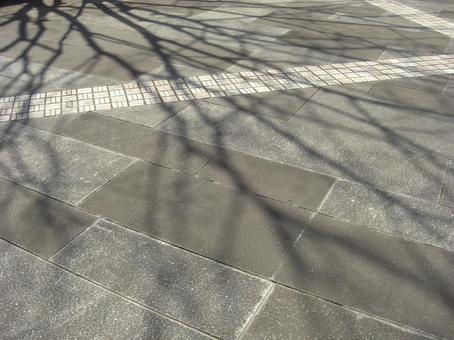 木の影－3 木の影,幹,枝の写真素材