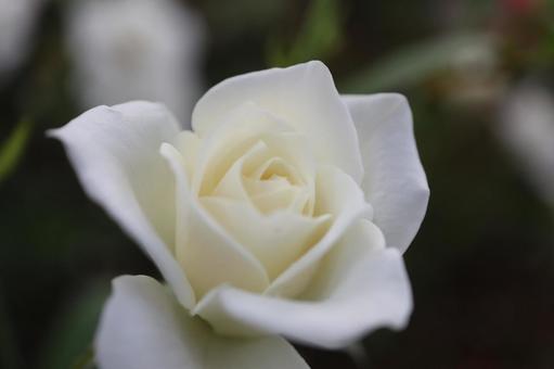 バラ園にて白い薔薇を撮影しました バラ園にて白い薔薇を撮影しました 花,薔薇,自然の写真素材