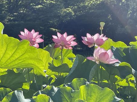 Photo, summer, lotus, summer landscape, 