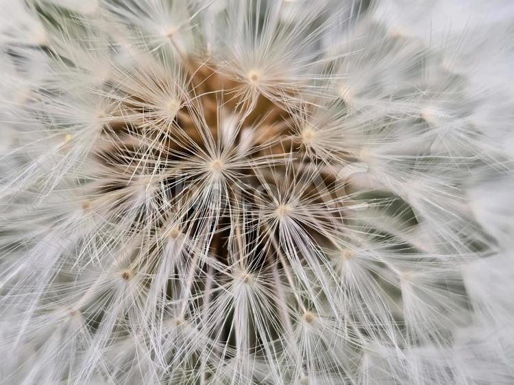 タンポポの綿毛 タンポポ,綿毛,植物の写真素材