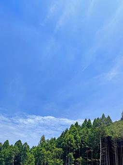 田舎の杉山 田舎の杉山の写真
