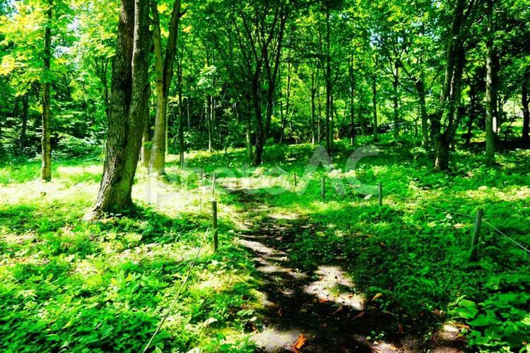 散歩道　野草　緑 ハイキング,植物,野草の写真素材