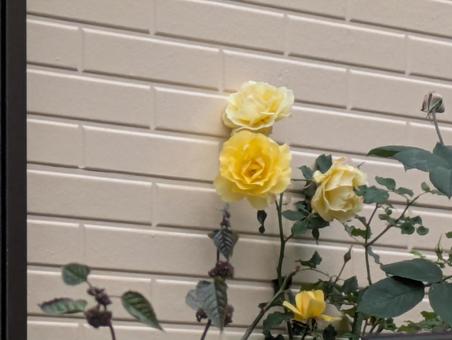 薔薇 薔薇の写真
