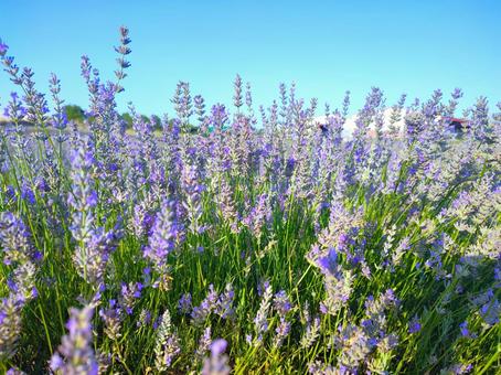 ラベンダー ラベンダー ラベンダー,花,ハーブの写真素材