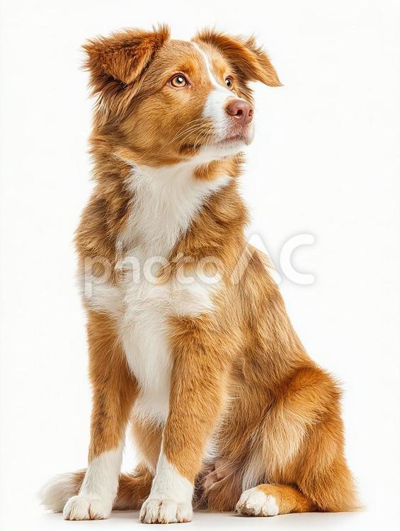 茶色の毛並みのボルピーノ犬 ボルピーノ,犬,動物の写真素材