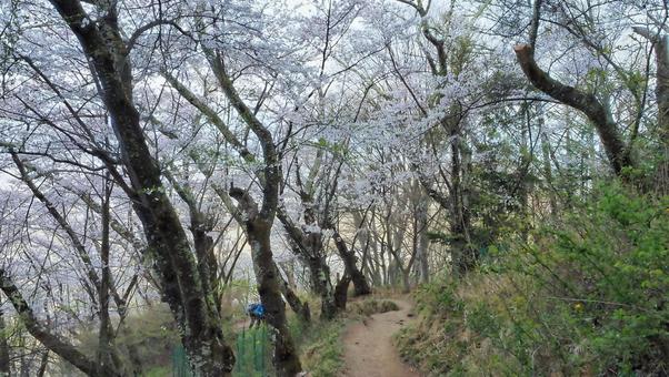 桜 桜の写真