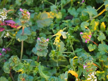花、自然、植物 花、自然、植物の写真