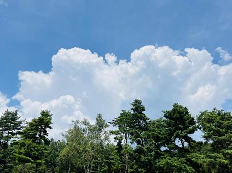 青空に浮かぶ白い雲と緑の森 青空に浮かぶ白い雲と緑の森 青空,空,雲の写真素材