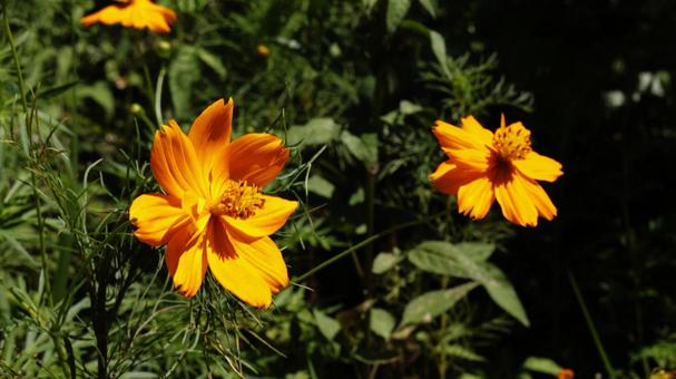 【花の写真】キバナコスモス 【花の写真】キバナコスモス 黄花コスモス,cosmos,草木の写真素材
