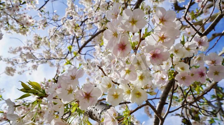 神社のさくら 人丸神社,桜,桜並木の写真素材