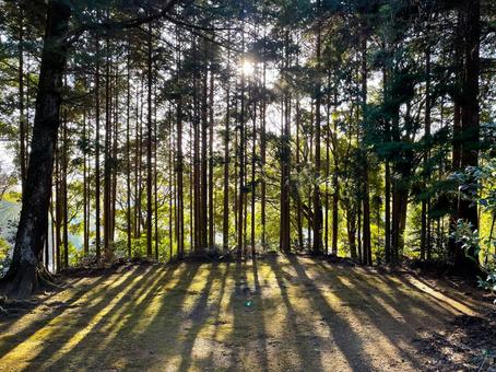木漏れ日に染まる柔らかな生地 木漏れ日に染まる柔らかな生地 木漏れ日,生地,布の写真素材