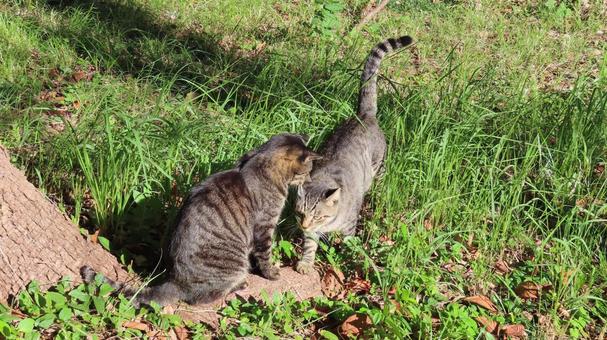 パトロールに向かうため合流した猫様達 猫,キジトラ,コンビの写真素材