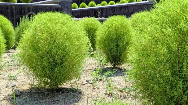 コキア(ホウキソウ)-01 コキア(ホウキソウ)-01の写真