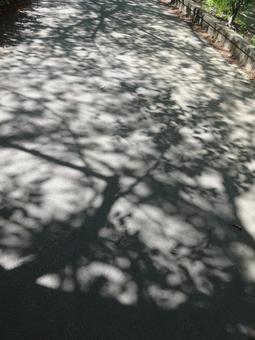 歩道の上に落ちた樹木の影 歩道の上に落ちた樹木の影 影,樹木,樹影の写真素材