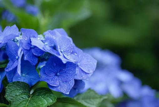 <五島の風景>梅雨の風景と紫陽花の花 <五島の風景>梅雨の風景と紫陽花の花の写真