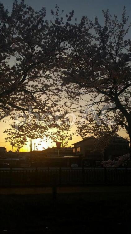 自然 木,何人もありません,風景の写真素材