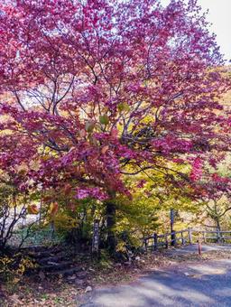 思いもみじ 白滝,思いもみじ,紅葉の写真素材
