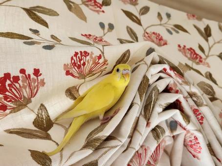 セキセイインコ セキセイインコ,黄色い鳥,ルチノーの写真素材