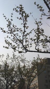 山茱萸の木 山茱萸の木の写真