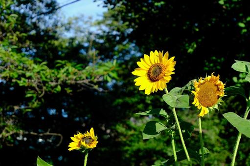 ヒマワリの花たち ヒマワリの花たち 向日葵,花,夏の写真素材
