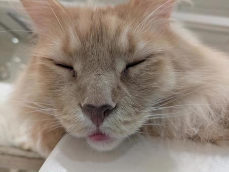 Cat, JPG Cat, JPG