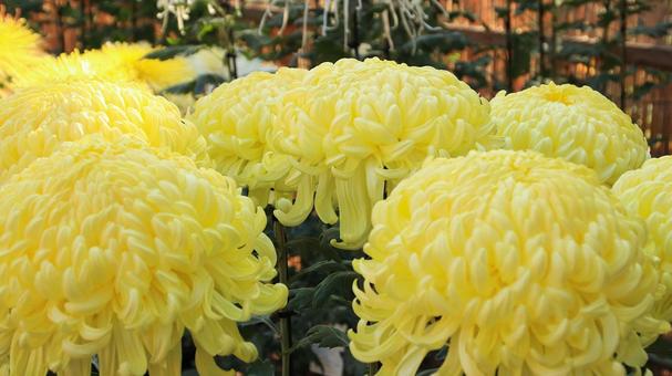 楽寿園の菊まつりにて 菊,秋,花の写真素材