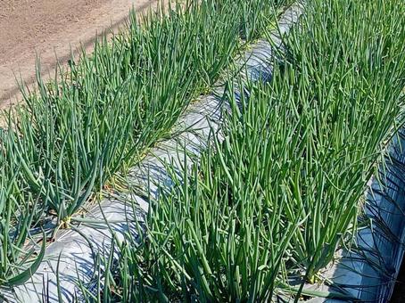 ネギ畑 ネギ畑,畑,農業の写真素材